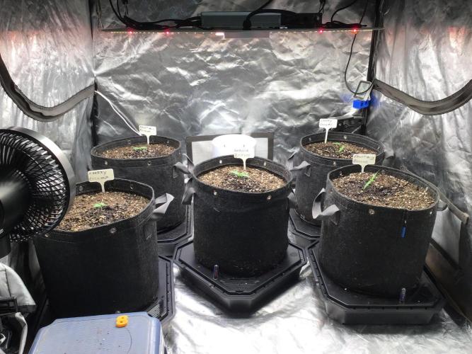 FROST BANGER #1. Week 2