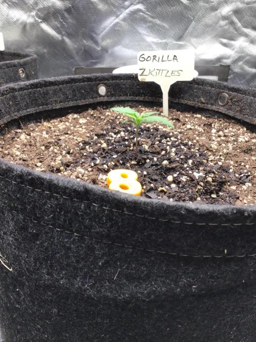 GORILLA ZKITTLES. Week 2