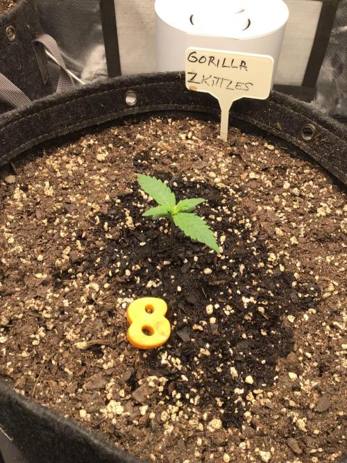 GORILLA ZKITTLES. Week 2