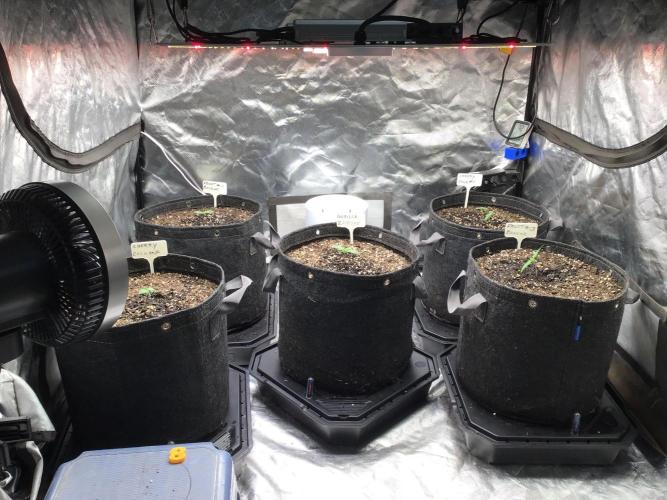 GORILLA ZKITTLES. Week 2