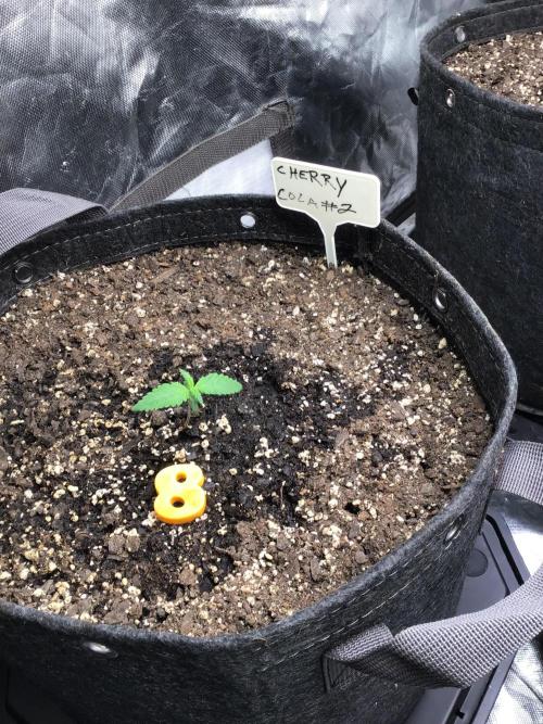 CHERRY COLA #2. Week 2