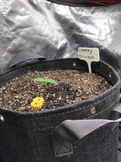 CHERRY COLA #2. Week 2