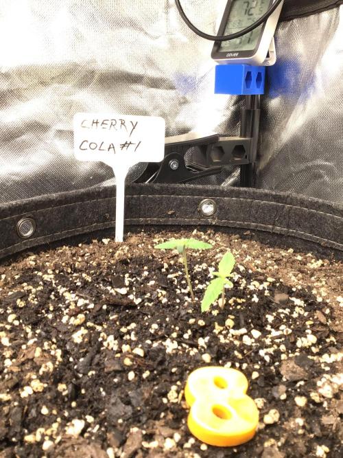 CHERRY COLA #1. Week 2