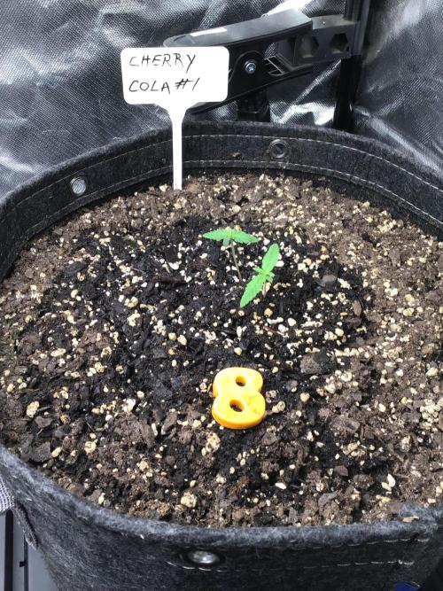 CHERRY COLA #1. Week 2