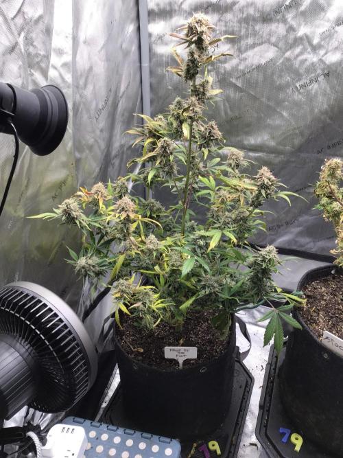 FROOT BY THE FOOT AUTO. Week 12