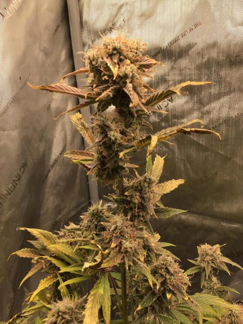 FROOT BY THE FOOT AUTO. Week 12