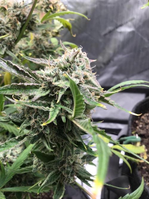 FROOT BY THE FOOT AUTO. Week 12