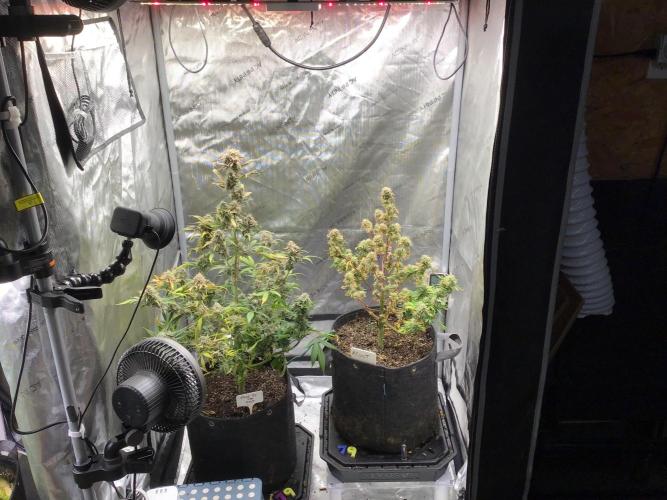 FROOT BY THE FOOT AUTO. Week 12