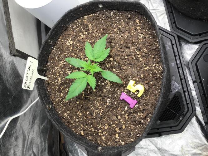 FROST BANGER #2. Week 3