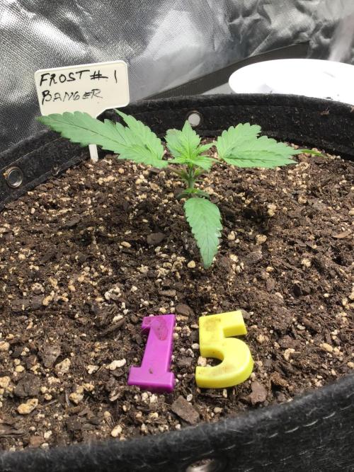 FROST BANGER #2. Week 3