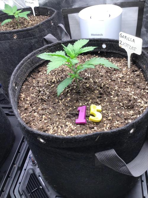 GORILLA ZKITTLES. Week 3