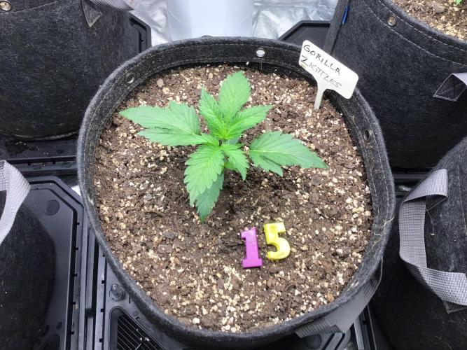 GORILLA ZKITTLES. Week 3