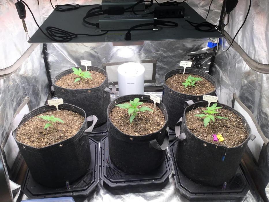 FROST BANGER #1. Week 3