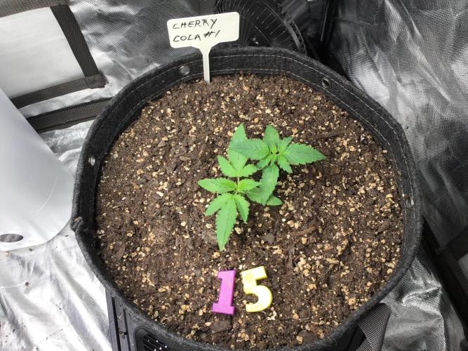 CHERRY COLA #1. Week 3