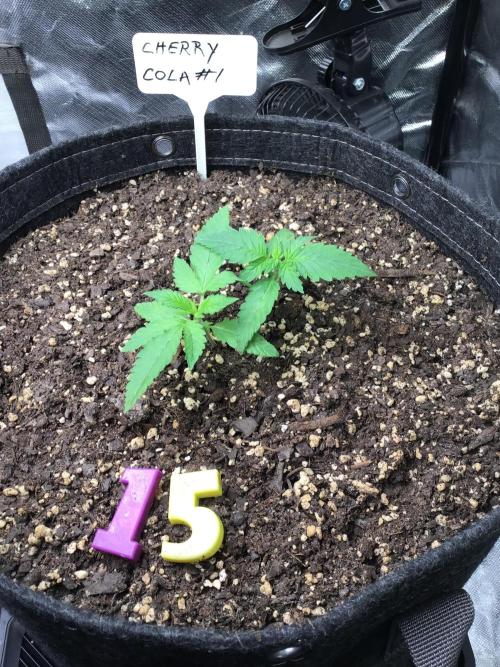 CHERRY COLA #1. Week 3