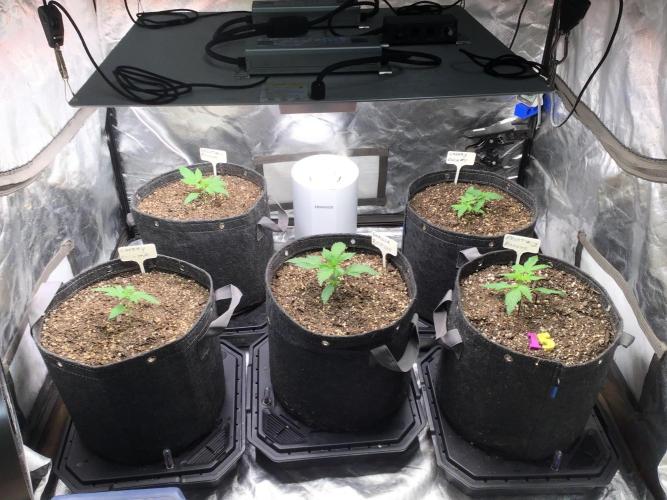 CHERRY COLA #1. Week 3