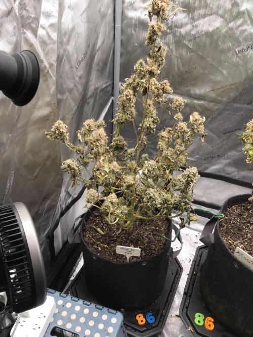 FROOT BY THE FOOT AUTO. Week 13