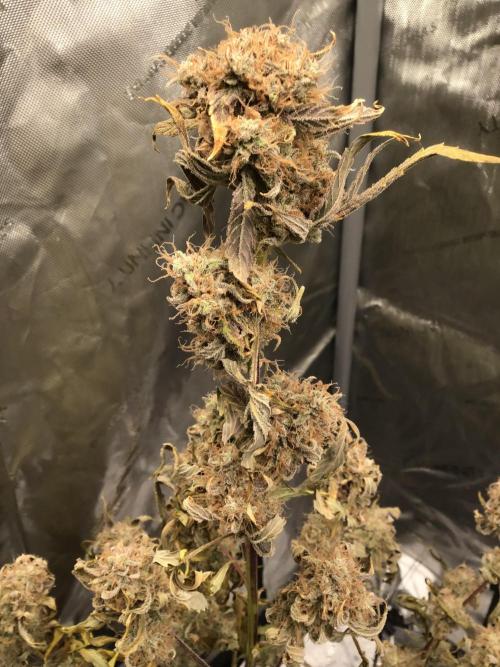 FROOT BY THE FOOT AUTO. Week 13