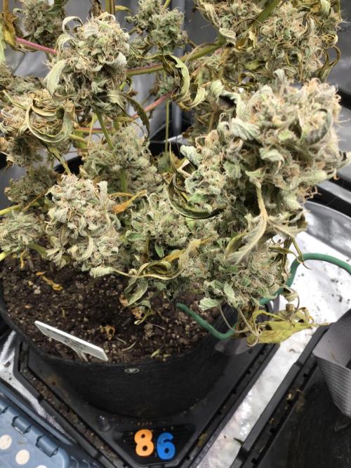 FROOT BY THE FOOT AUTO. Week 13