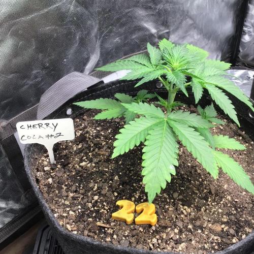 CHERRY COLA #2. Week 4