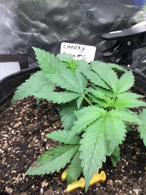CHERRY COLA #1. Week 4