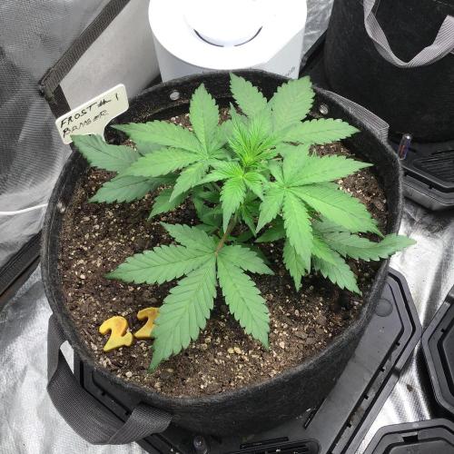 FROST BANGER #1. Week 4