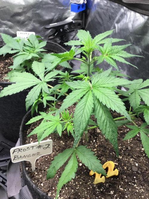 FROST BANGER #2. Week 4