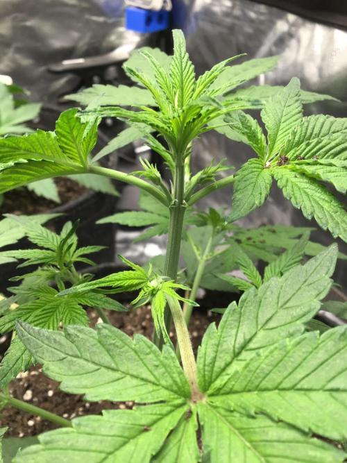 FROST BANGER #2. Week 4