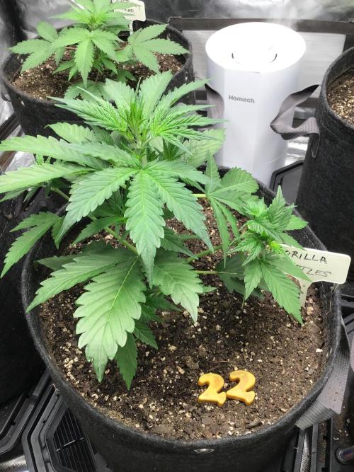 GORILLA ZKITTLES. Week 4