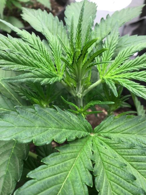 GORILLA ZKITTLES. Week 4