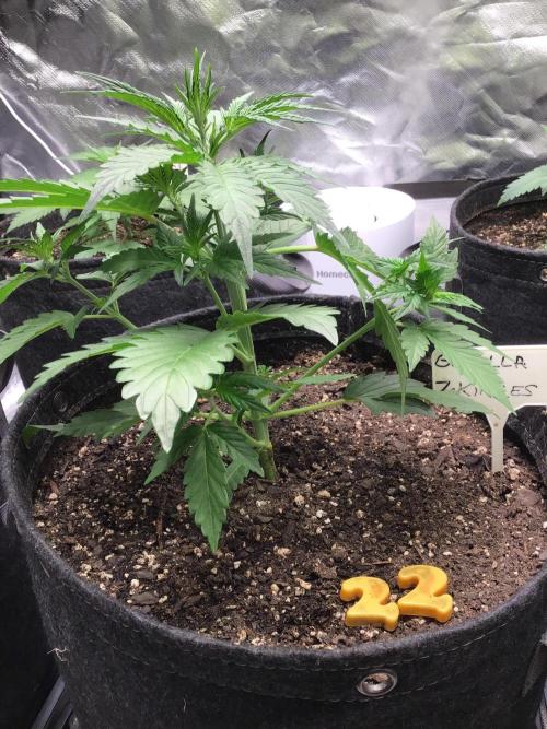 GORILLA ZKITTLES. Week 4