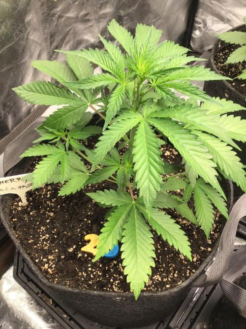 CHERRY COLA #2. Week 5