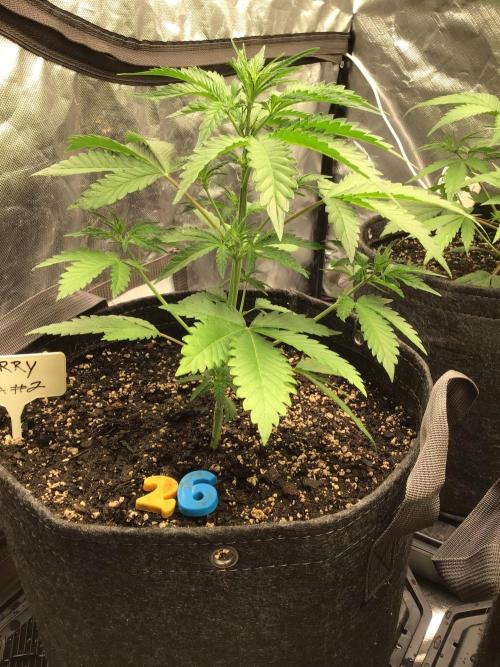 CHERRY COLA #2. Week 5