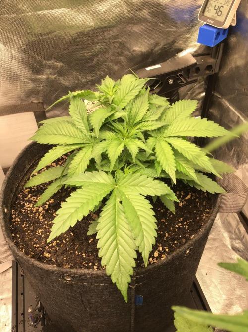 CHERRY COLA #1. Week 5