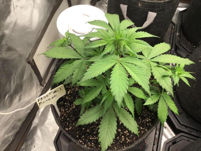 FROST BANGER #1. Week 5