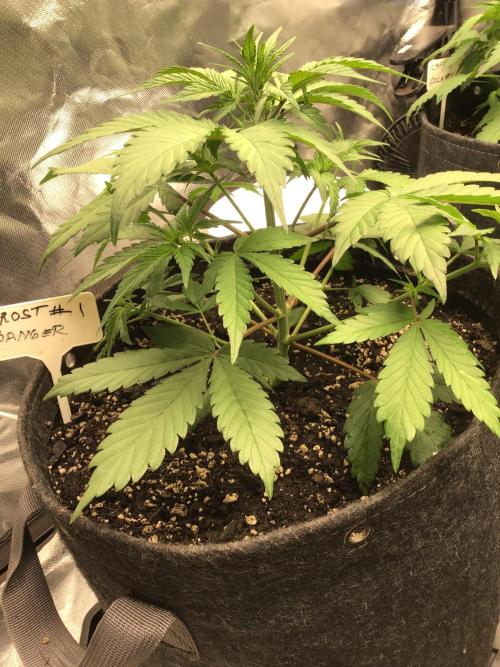 FROST BANGER #1. Week 5