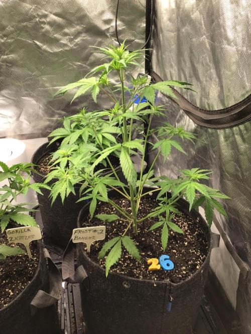 FROST BANGER #2. Week 5