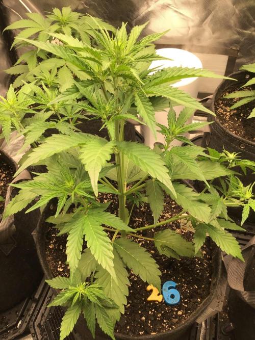 GORILLA ZKITTLES. Week 5