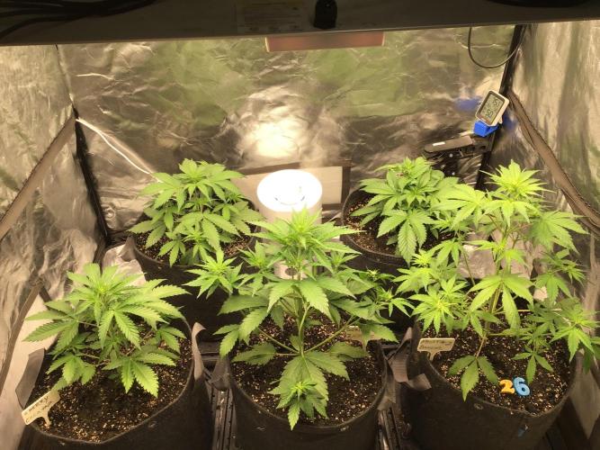 GORILLA ZKITTLES. Week 5