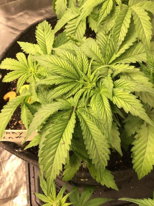 CHERRY COLA #1. Week 6