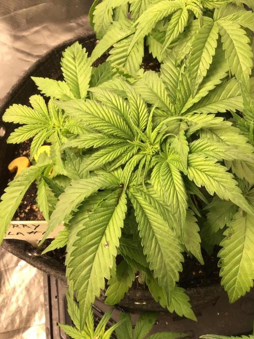 CHERRY COLA #1. Week 6