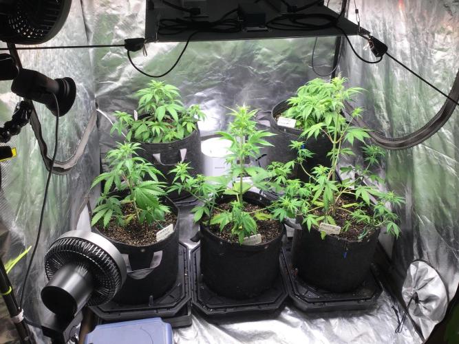 CHERRY COLA #1. Week 6