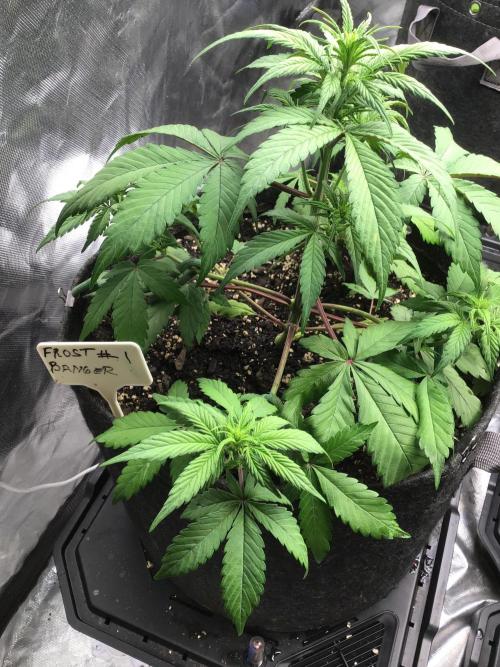 FROST BANGER #1. Week 6