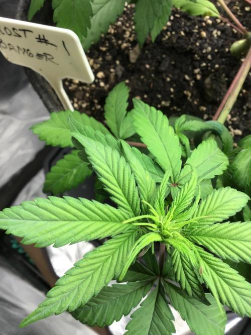 FROST BANGER #1. Week 6