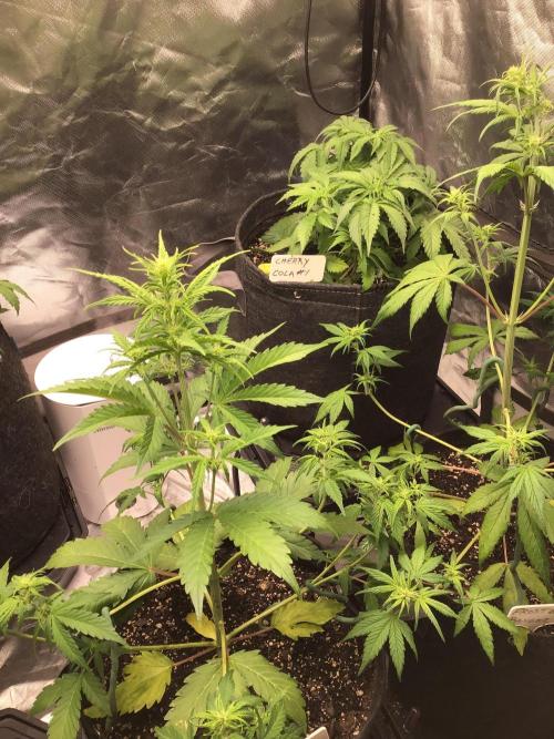 FROST BANGER #2. Week 6