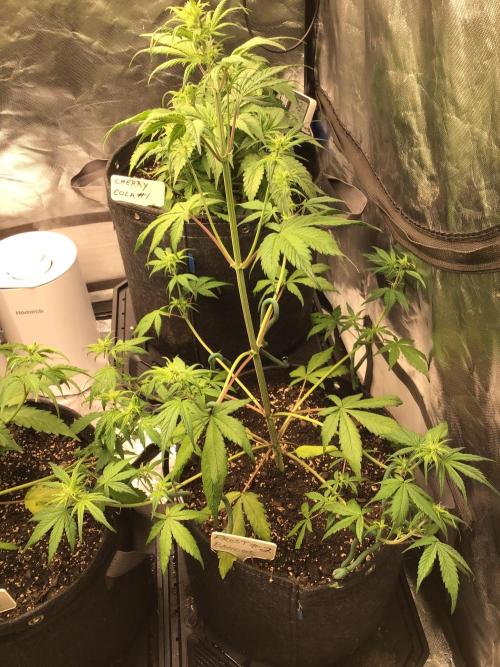 FROST BANGER #2. Week 6