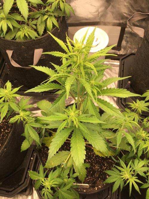 GORILLA ZKITTLES. Week 6