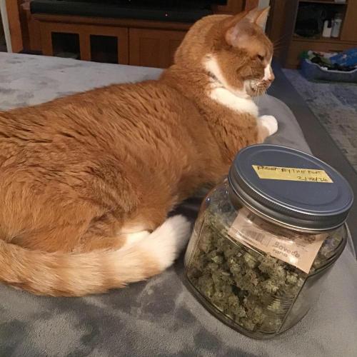 FROOT BY THE FOOT AUTO. Week 14