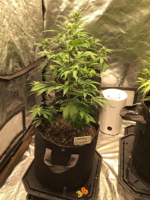 CHERRY COLA #2. Week 7