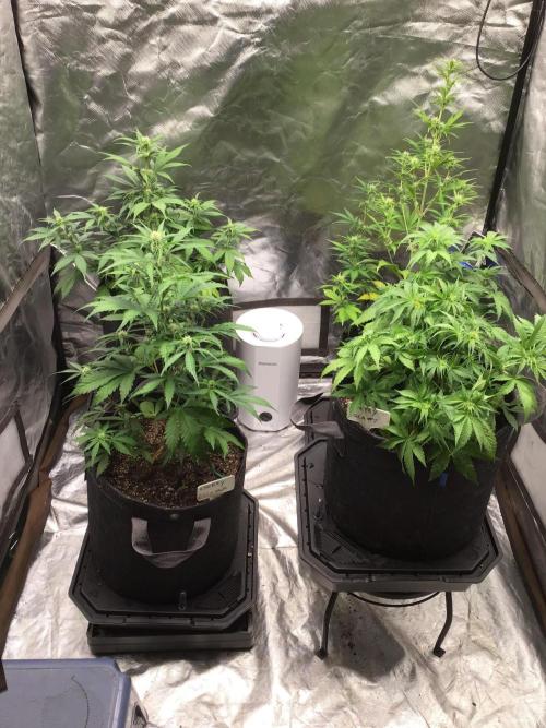 CHERRY COLA #2. Week 7